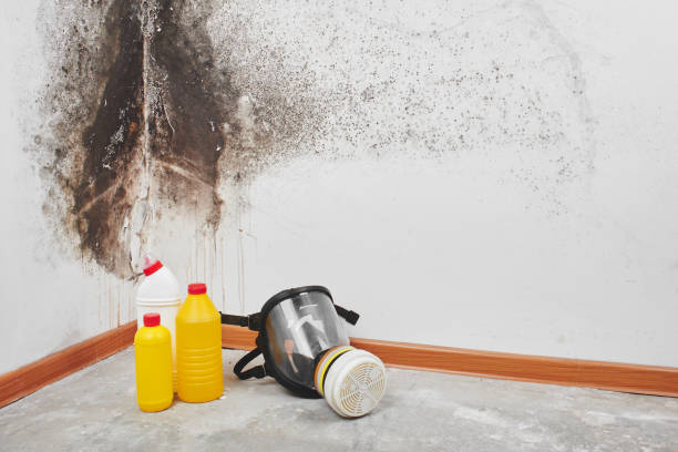 Trusted Salina, UT Mold Removal Experts