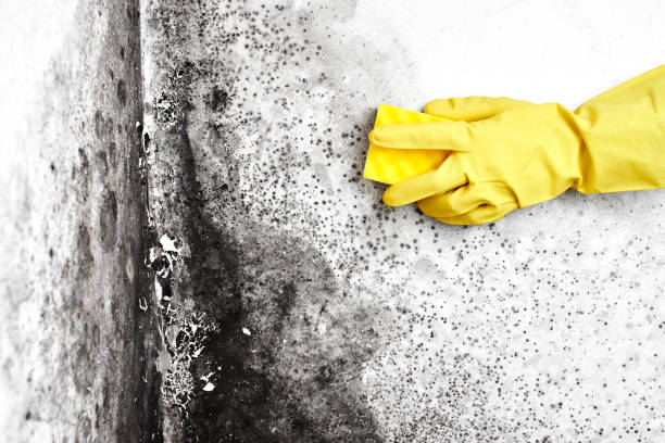 Best Residential Mold Removal  in Salina, UT