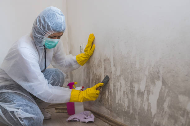 Best Toxic Mold Removal  in Salina, UT