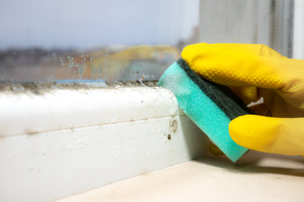 Mold Removal and Inspection in Salina, UT