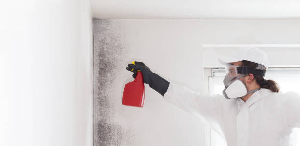 Best Emergency Mold Removal  in Salina, UT