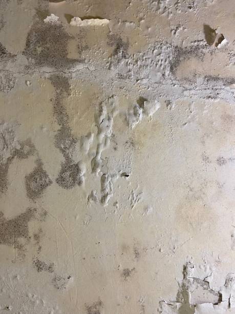 Best Mold Remediation  in Salina, UT