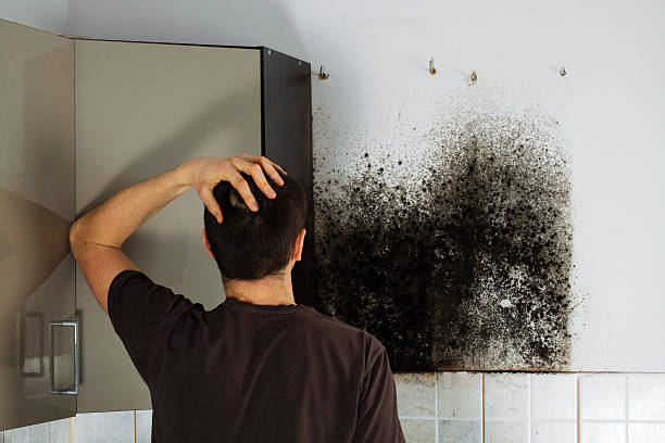Best Affordable Mold Removal  in Salina, UT